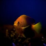 a897db91-975e-471b-bcee-1ff2bccee184